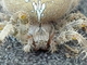 Araña pálida<br />(Araneus pallidus)