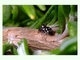 Araña saltadora Heliophanus apiatus<br />(Heliophanus apiatus)