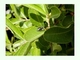 Araña saltadora Heliophanus cupreus<br />(Heliophanus cupreus)