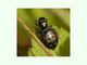 Araña saltadora Heliophanus cupreus<br />(Heliophanus cupreus)