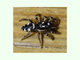 Araña saltadora cebra<br />(Salticus scenicus)