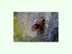 Araña saltadora cebra<br />(Salticus scenicus)