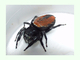 Araña saltarina de abdomen rojo<br />(Phidippus johnsoni)