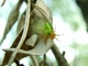 Araña verde común<br />(Araniella cucurbitina)
