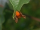 <i>Araneus alsine</i>