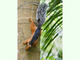 Ardilla bicolor centroamericana<br />(Sciurus variegatoides)