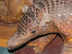 Armadillo gigante<br />(Priodontes maximus)