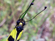 Ascálafo abigarrado<br />(Libelloides macaronius)