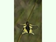 Ascálafo azufrado<br />(Libelloides coccajus)