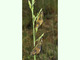 Ascálafo longicorne<br />(Libelloides longicornis)