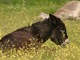 Asno<br />(Equus asinus)