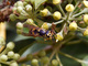 Avispa común<br />(Vespula vulgaris)
