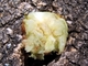 Avispa de la agalla manzana del roble<br />(Biorhiza pallida)