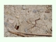 Avispa de la arena<br />(Ammophila sp.)