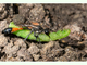 Avispa de la arena de banda roja<br />(Ammophila sabulosa)