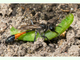 Avispa de la arena de banda roja<br />(Ammophila sabulosa)