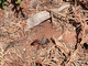 Avispa excavadora velluda<br />(Sphex pilosus)