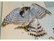 Azor común<br />(Accipiter gentilis)