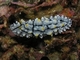 Babosa elegante<br />(Phyllidia elegans)