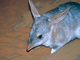 Bandicut conejo mayor<br />(Macrotis lagotis)