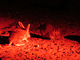 Bandicut pardo meridional<br />(Isoodon obesulus)