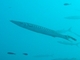Barracuda de boca amarilla<br />(Sphyraena viridensis)