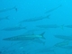 Barracuda de boca amarilla<br />(Sphyraena viridensis)