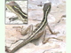 Basilisco marrón<br />(Basiliscus vittatus)