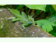Basilisco verde<br />(Basiliscus plumifrons)