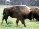 Bisonte americano<br />(Bison bison)