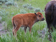 Bisonte americano<br />(Bison bison)