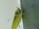 Blanca de la col<br />(Pieris brassicae)