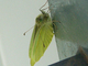 Blanca de la col<br />(Pieris brassicae)
