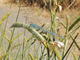 Caballito azul común<br />(Enallagma cyathigerum)