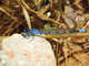 Caballito azul común<br />(Enallagma cyathigerum)
