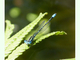 Caballito azul de río<br />(Pseudagrion microcephalum)