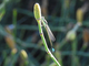 Caballito común de cola azul<br />(Ischnura elegans)