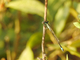 Caballito común de cola azul<br />(Ischnura elegans)