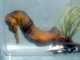 Caballito de mar común<br />(Hippocampus kuda)