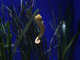 Caballito de mar común<br />(Hippocampus kuda)