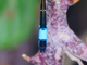 Caballito ibérico de cola azul<br />(Ischnura graellsi)
