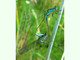 Caballito pequeño de cola azul<br />(Ischnura pumilio)