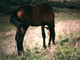 Caballo<br />(Equus caballus)