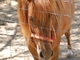 Caballo<br />(Equus caballus)
