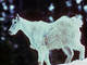 Cabra de las Rocosas<br />(Oreamnos americanus)