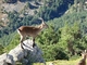 Cabra hispánica<br />(Capra pyrenaica)