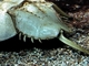 Cacerola de las Molucas<br />(Limulus polyphemus)