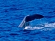 Cachalote<br />(Physeter macrocephalus)