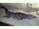Caimán de China<br />(Alligator sinensis)