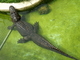Caimán del Mississippi<br />(Alligator mississippiensis)
